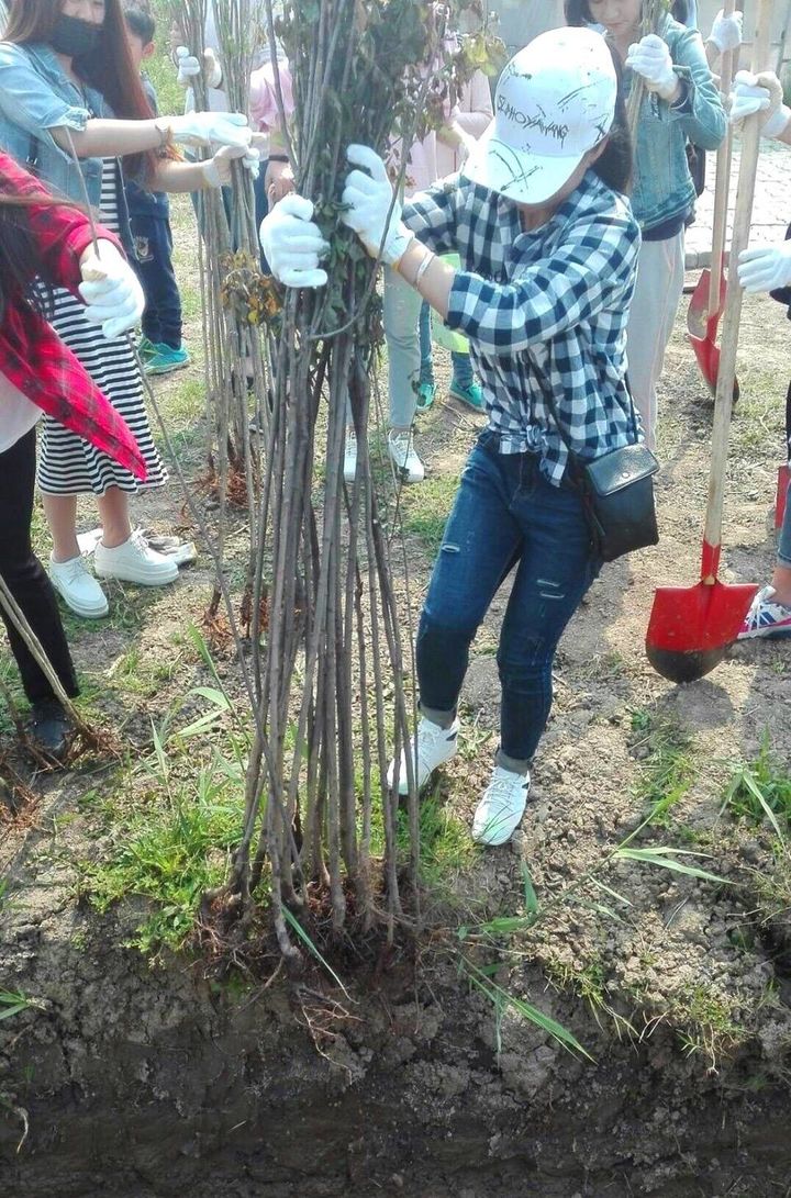 [tfboys][新聞]170503 粉絲投身公益:積極響應綠植領養活動