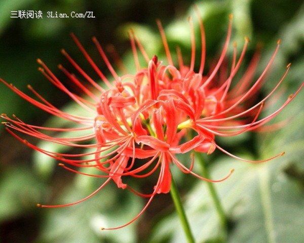 白色彼岸花的花语(曼珠沙华最惊艳的一句)