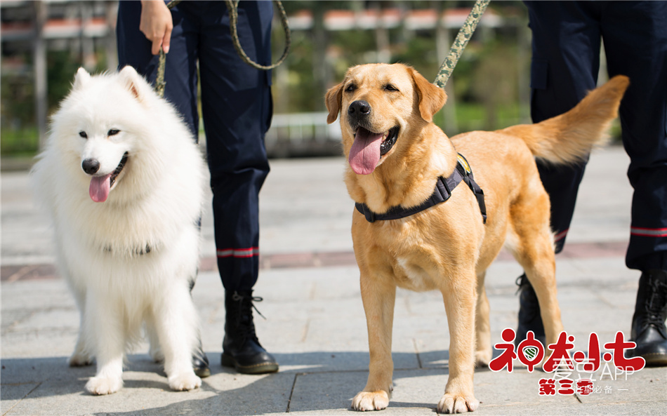 [消息《神犬小七》音乐剧即将启动,接地气萌宠寓言带你重拾童趣